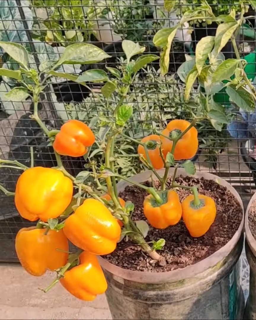 Key Growing Conditions